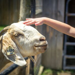Petting Farm