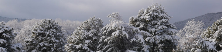 Winter Snowy Tree Tops at Massanutten